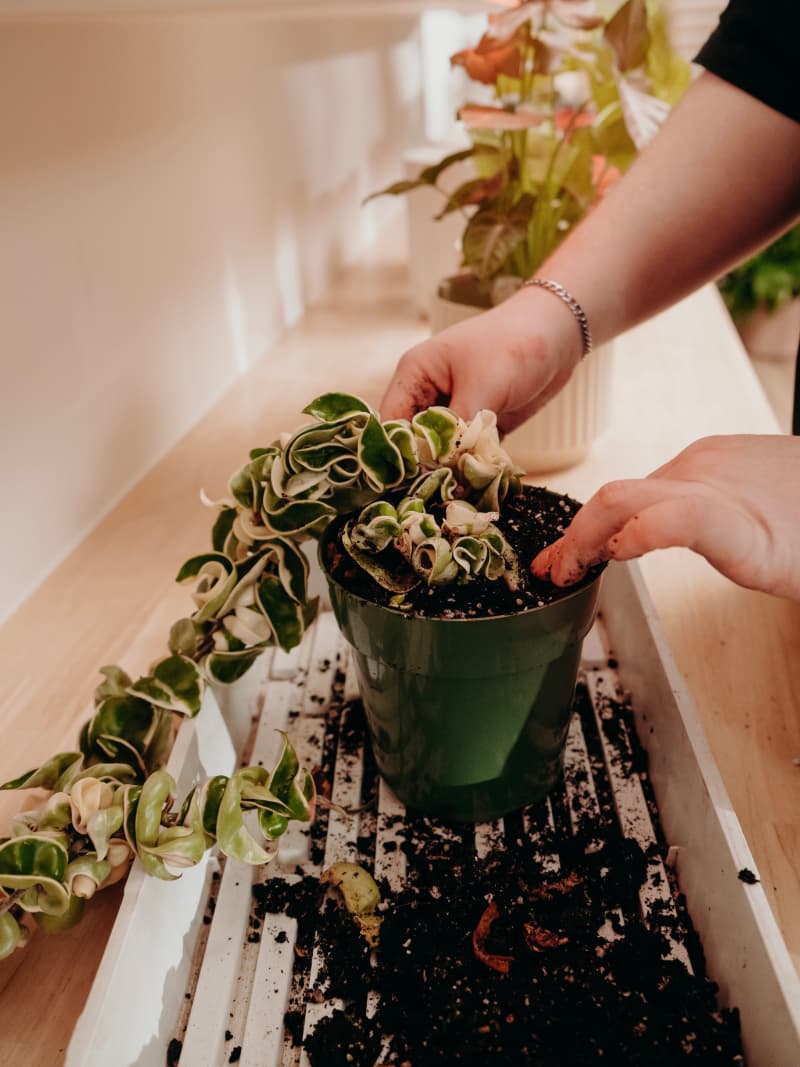 Plant Care